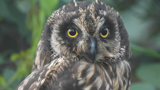 Short-eared Owl (Galapagos) - ML590627091
