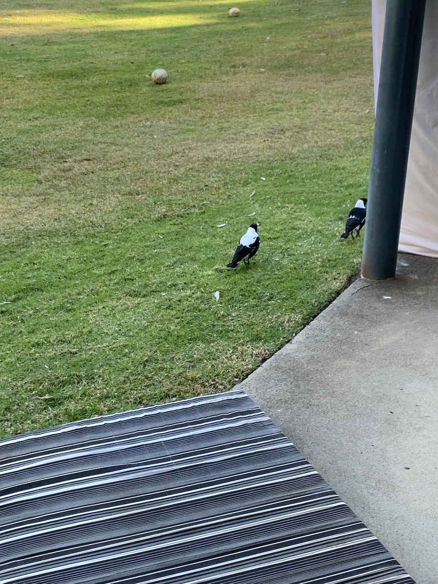 Australian Magpie (White-backed) - ML590628741
