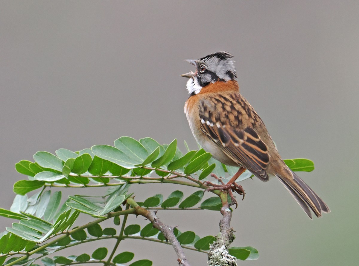 Rufous-collared Sparrow - ML590630901