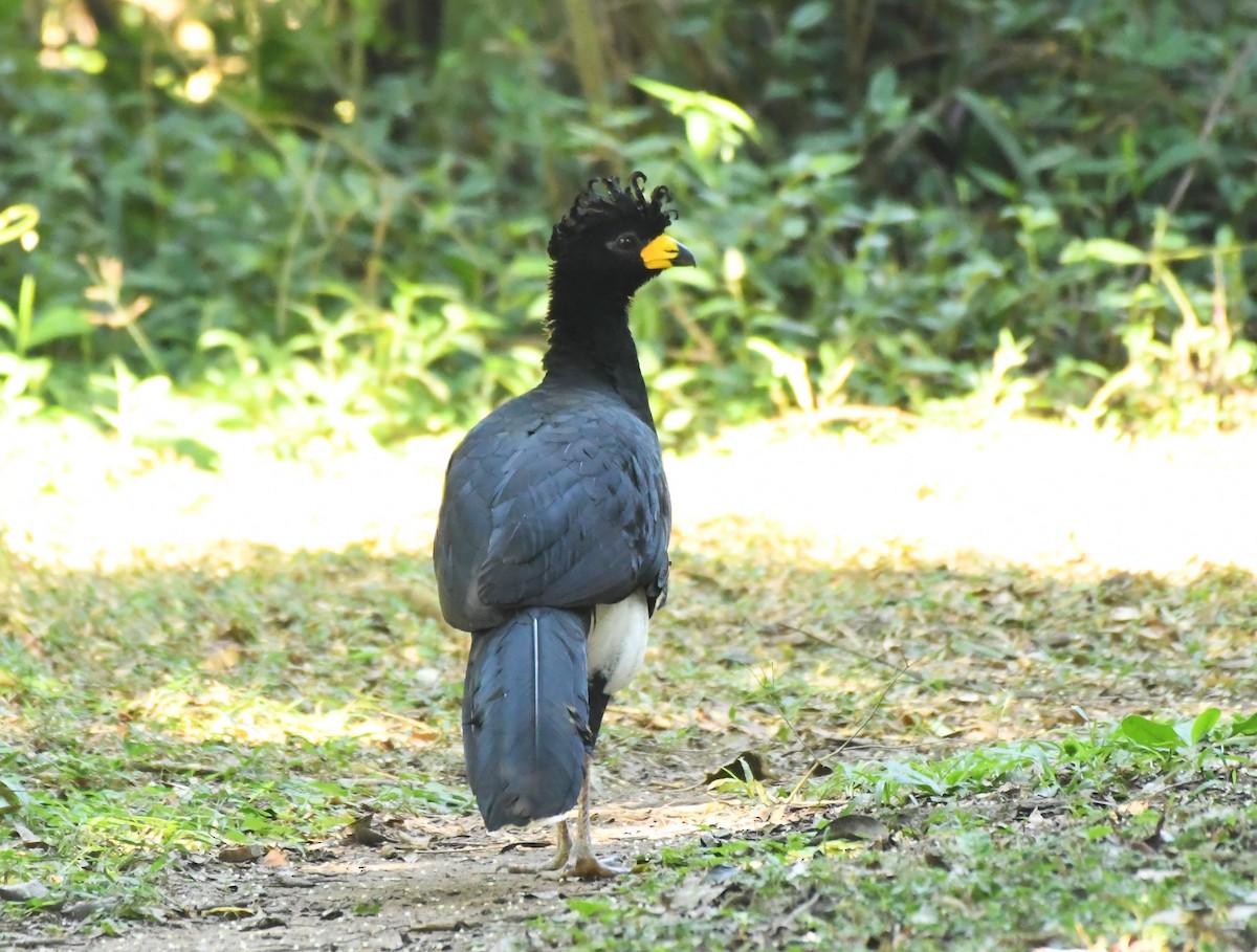 Bare-faced Curassow - ML590632371