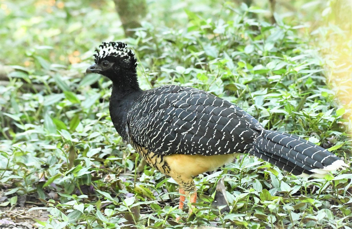 Bare-faced Curassow - ML590632421