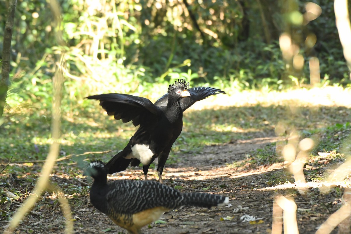 Bare-faced Curassow - ML590632851