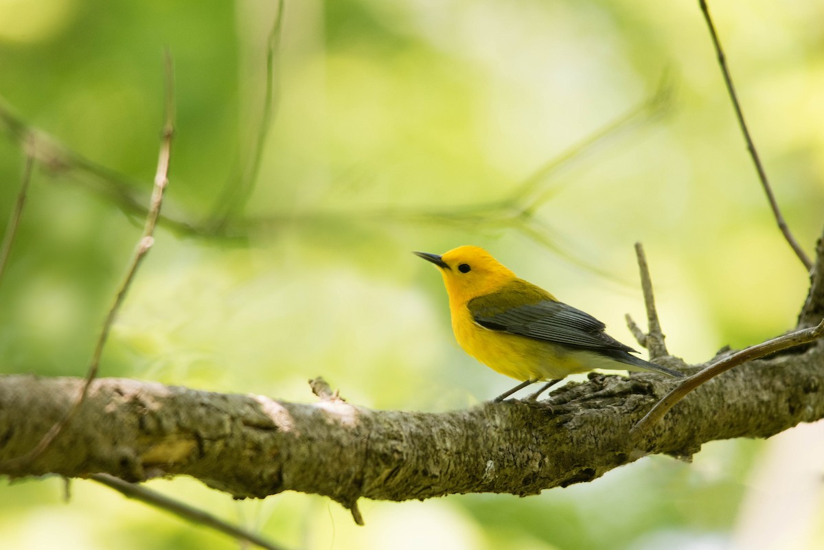 Prothonotary Warbler - ML59063481