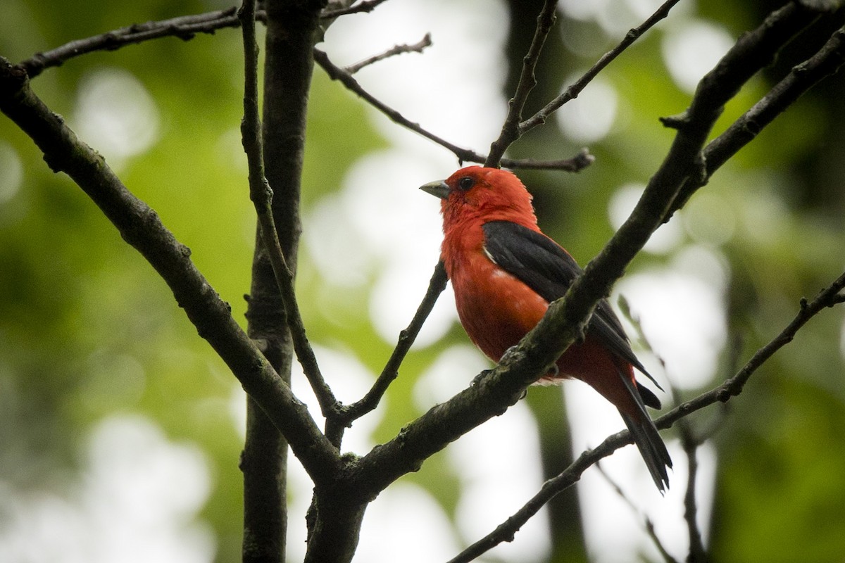 Scarlet Tanager - ML590637991