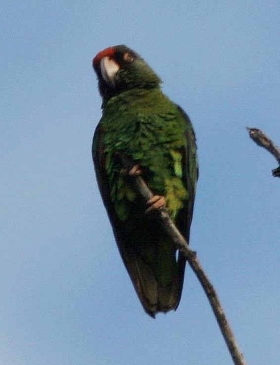 Red-fronted Parrot - Brad Bergstrom