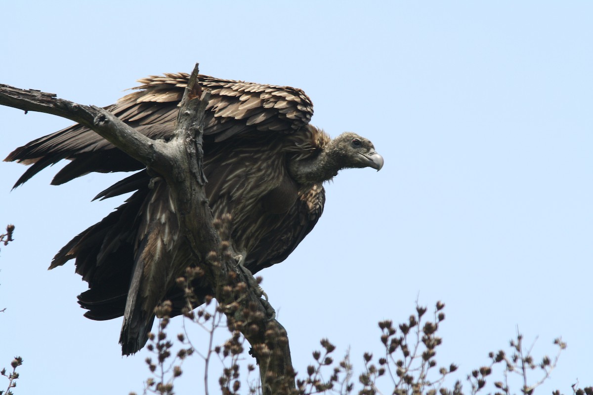 Slender-billed Vulture - PANKAJ GUPTA