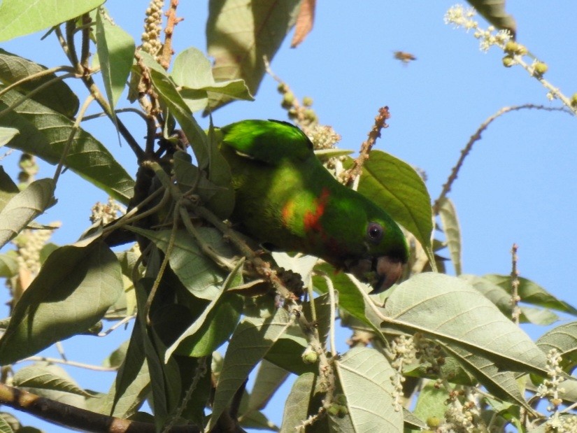 Green Parakeet (Red-throated) - ML590645791