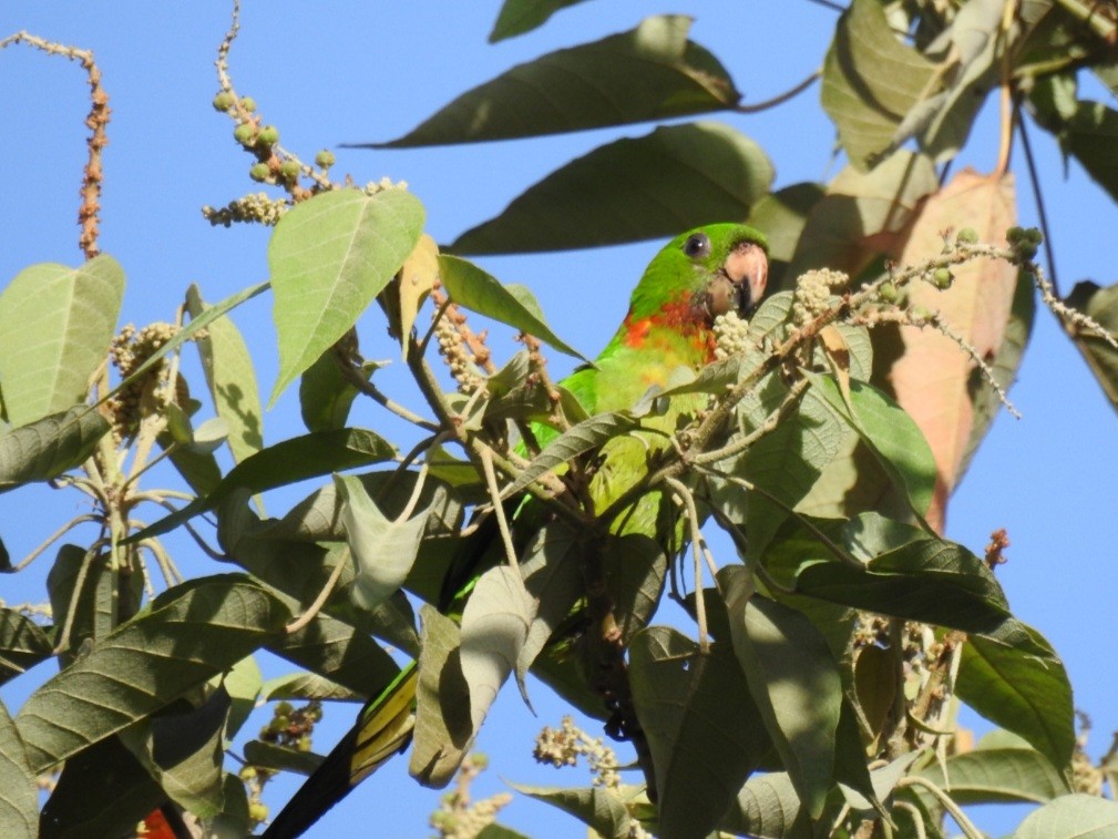 Green Parakeet (Red-throated) - ML590645801