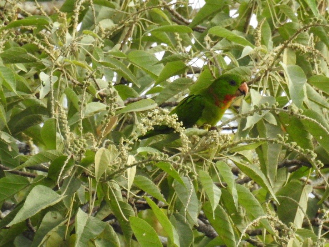 Green Parakeet (Red-throated) - ML590645811