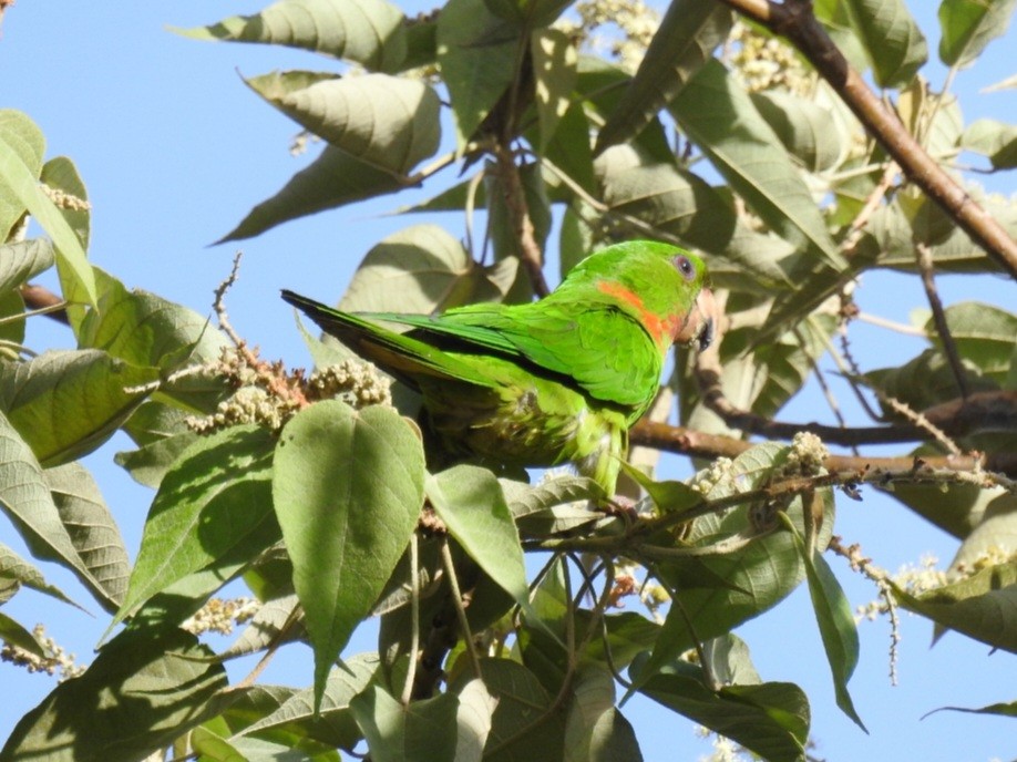 Green Parakeet (Red-throated) - ML590645821