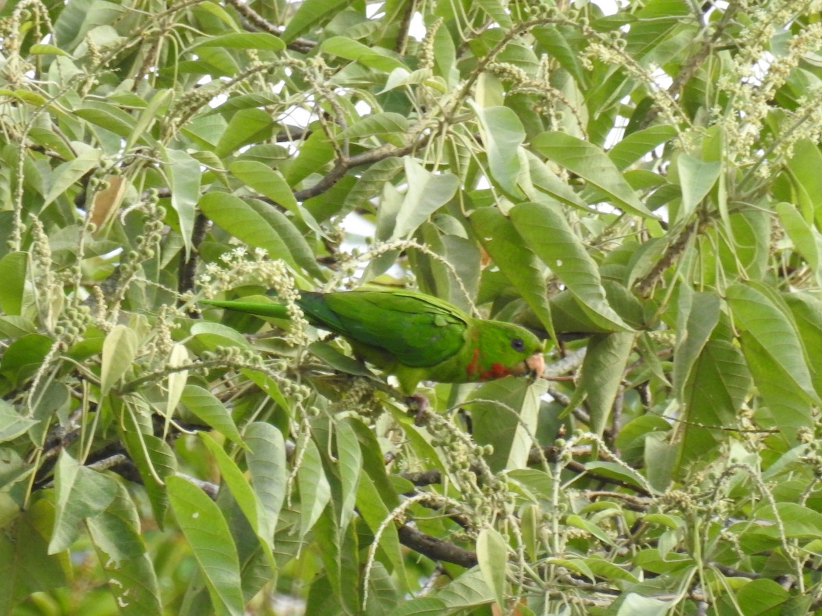 Green Parakeet (Red-throated) - ML590645831