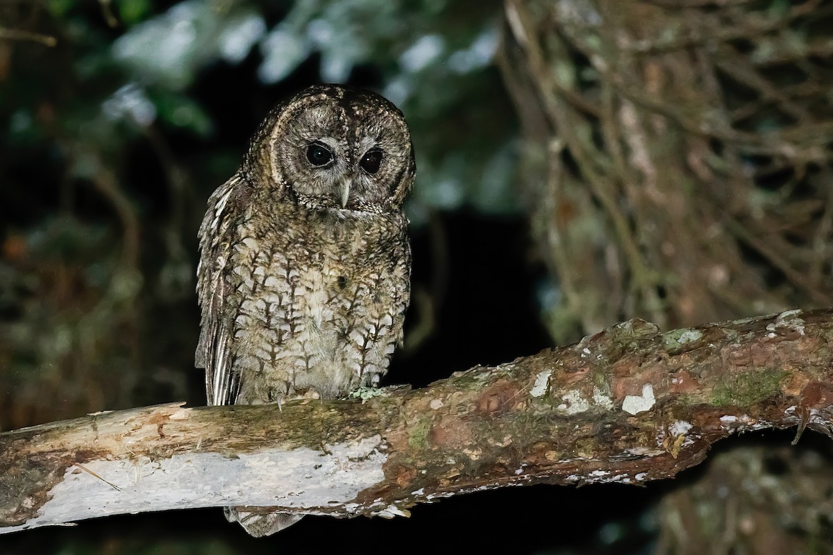 Himalayan Owl - ML590648561