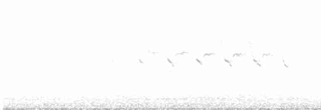Yellow-rumped Warbler - ML590649771
