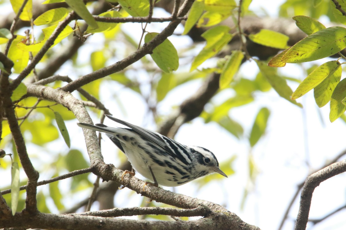 Black-and-white Warbler - ML59064981