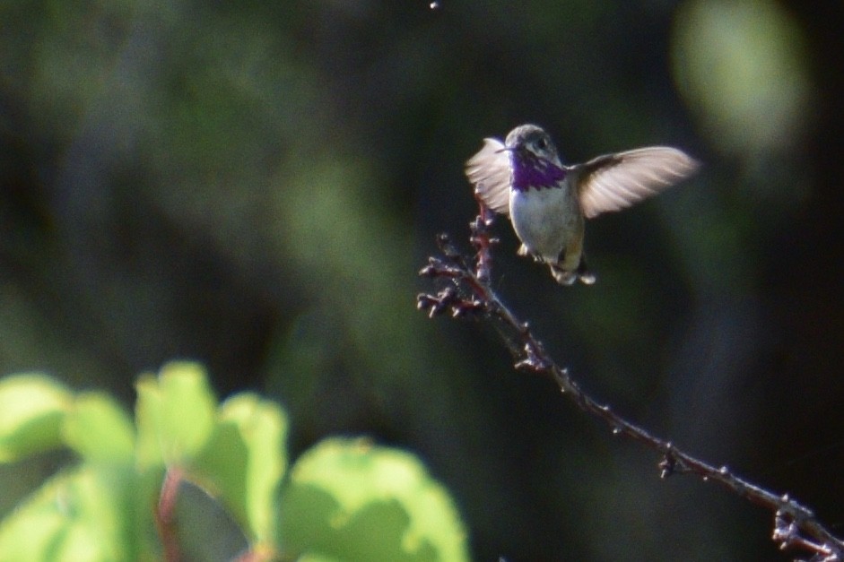 Calliope Hummingbird - Ben  Lucking