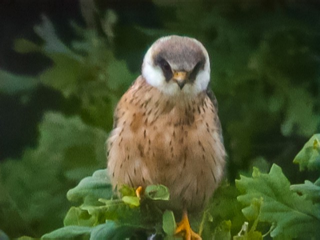 Red-footed Falcon - ML590653191