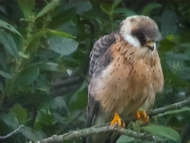 Red-footed Falcon - ML590653201