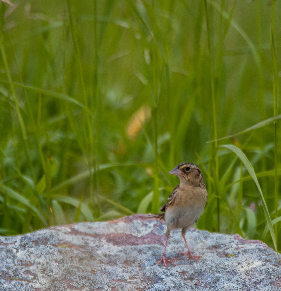 Grasshopper Sparrow - ML590656001