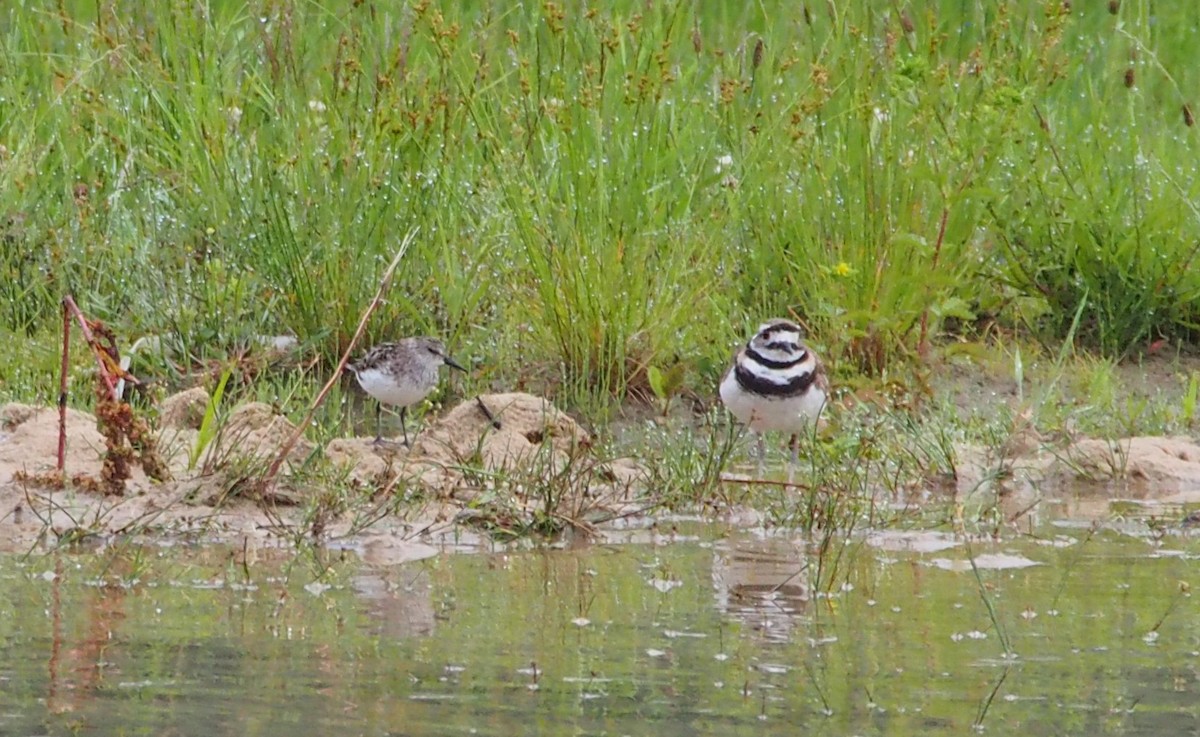 eBird Checklist 3 Jul 2023 Curwensville Dam Rec Area 17 species