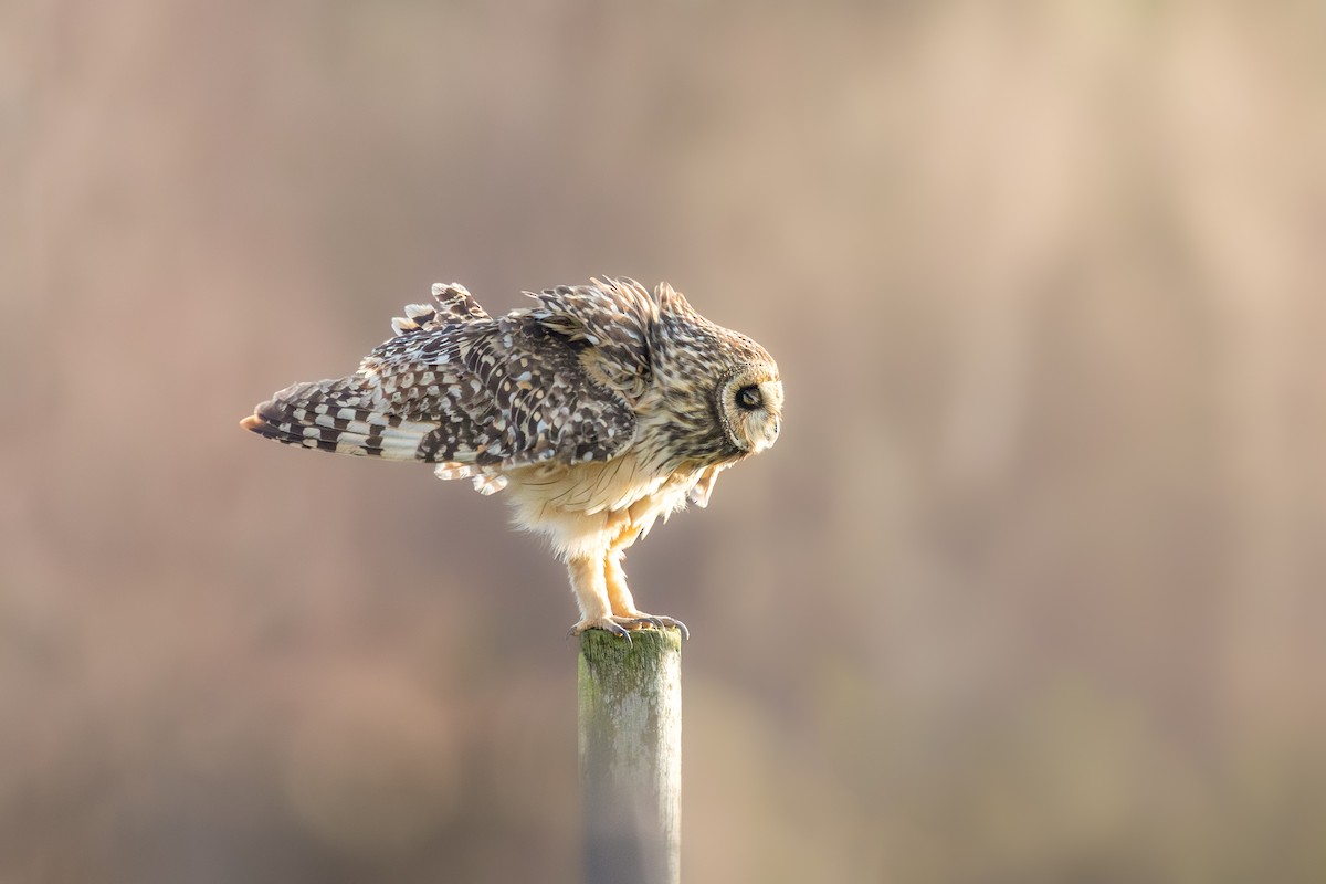 Short-eared Owl - ML590659131