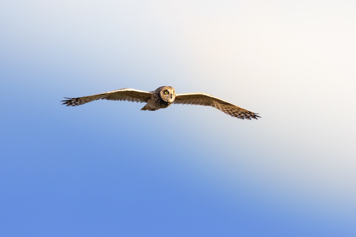 Short-eared Owl - ML590659151