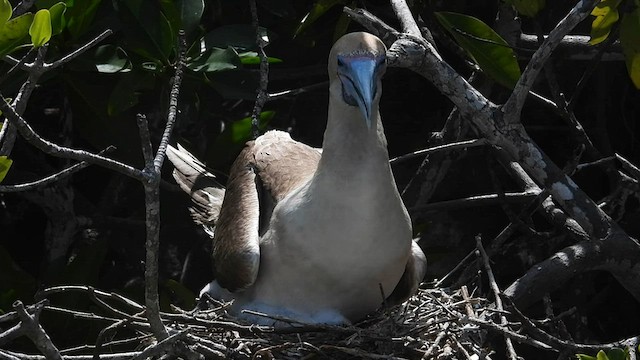 Red-footed Booby - ML590659411