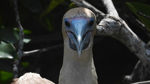 Red-footed Booby - ML590659421