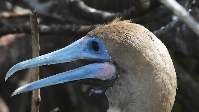 Red-footed Booby - ML590663251