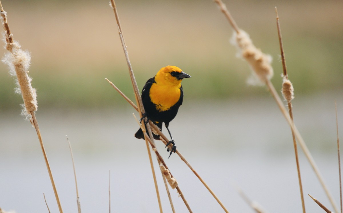 Yellow-headed Blackbird - ML590663631
