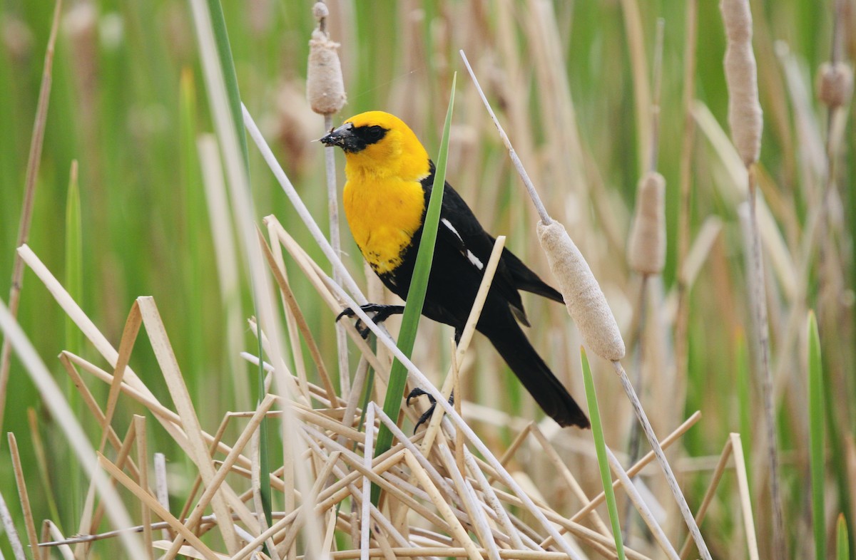 Yellow-headed Blackbird - ML590663681