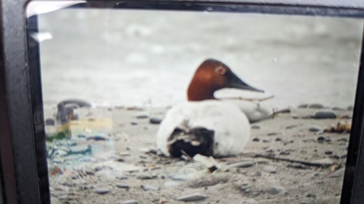 Canvasback - ML590664211