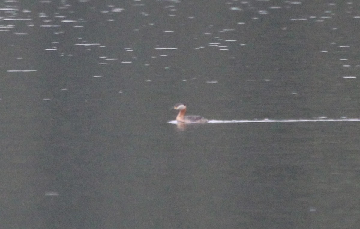 Red-necked Grebe - ML590664321