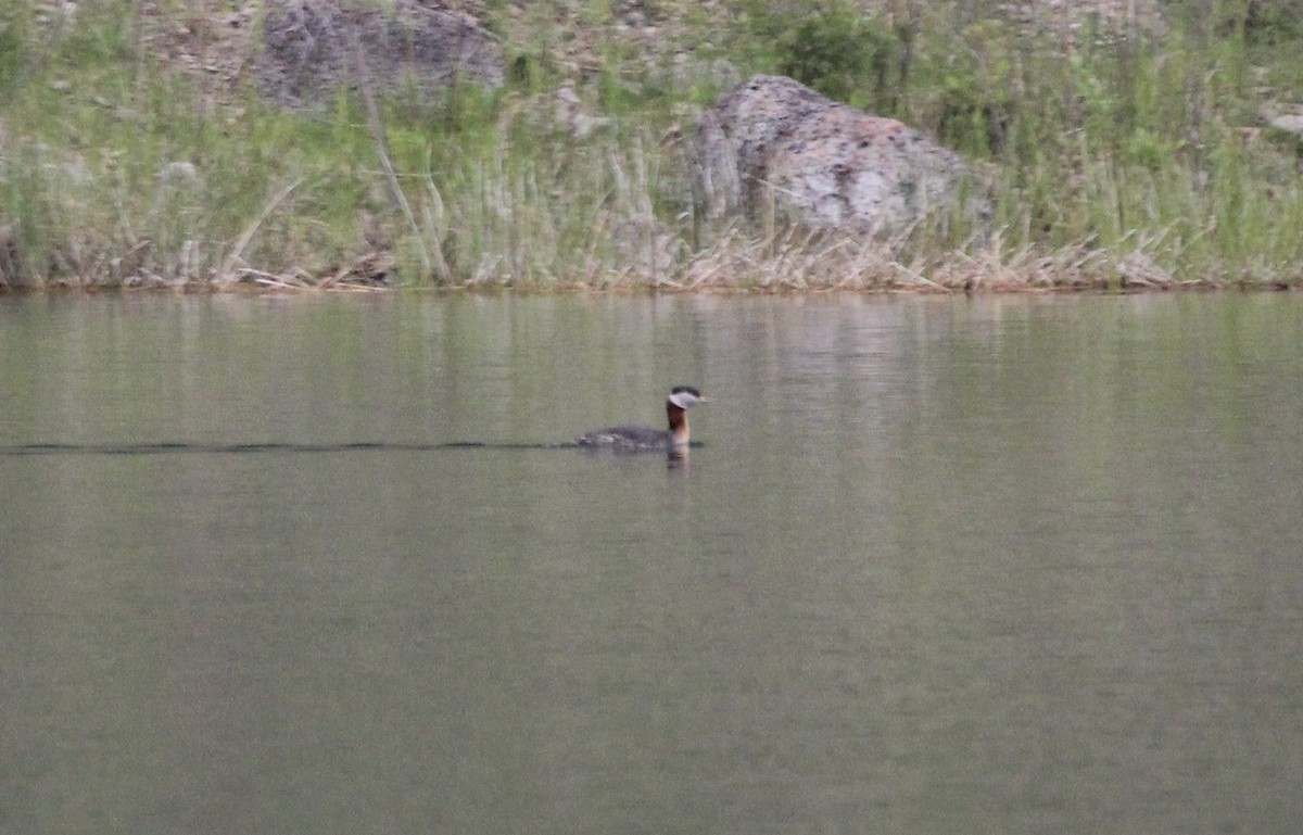 Red-necked Grebe - ML590664361