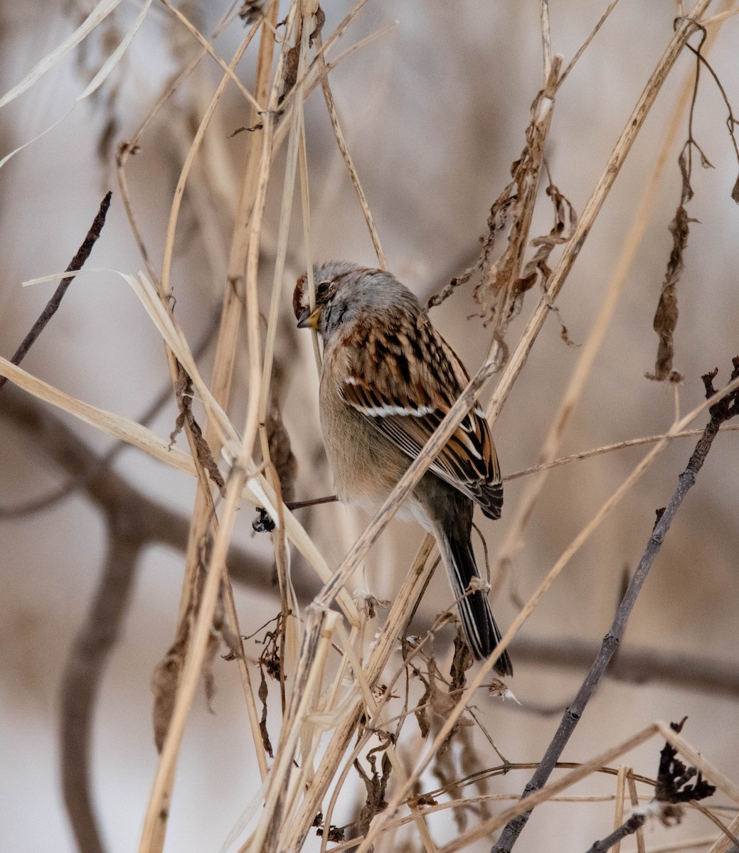 American Tree Sparrow - ML590664961