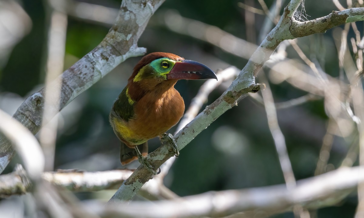 Golden-collared Toucanet (Red-billed) - ML590665211