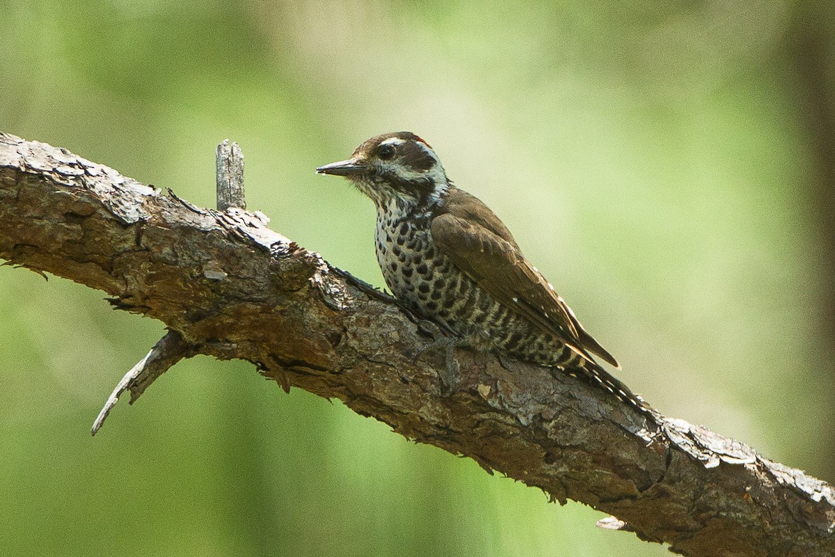 Arizona Woodpecker - ML590667701