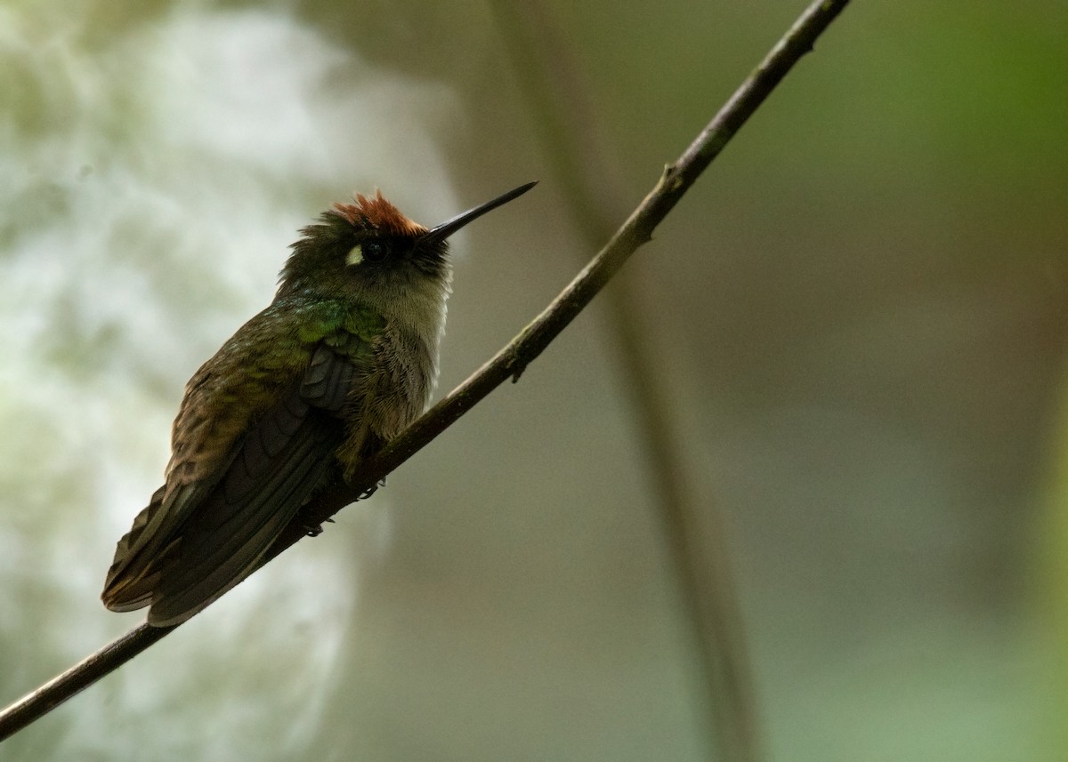 kolibřík hnědotemenný - ML590673941