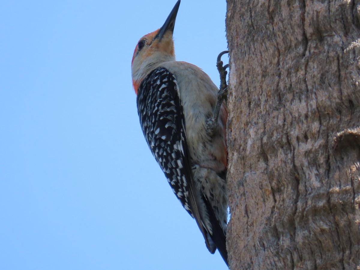 Red-bellied Woodpecker - ML590676521