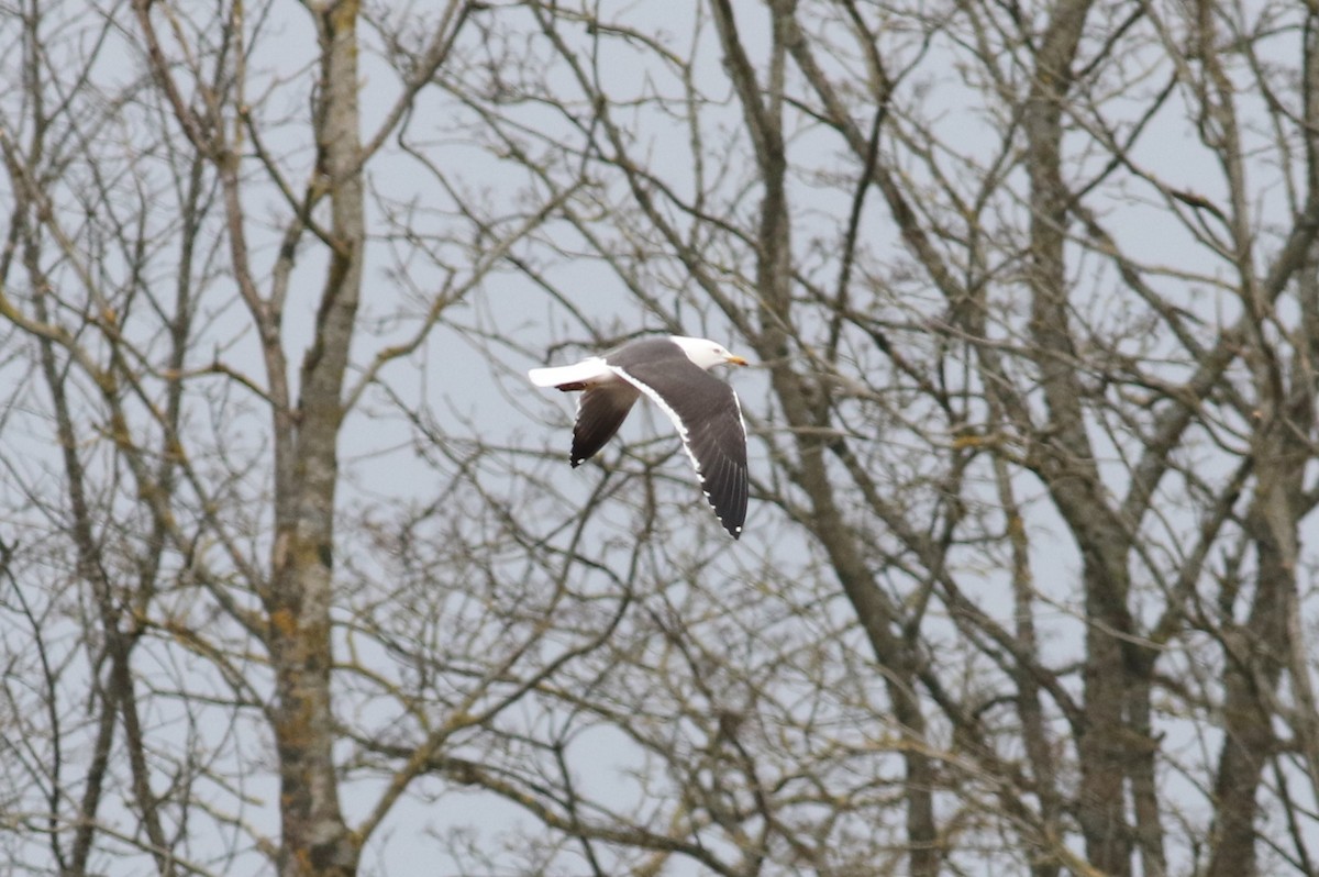 Lesser Black-backed Gull (intermedius) - ML590676921