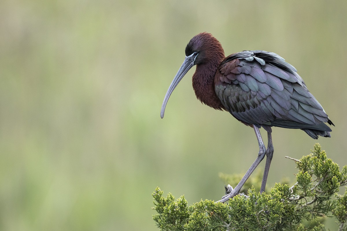 ibis hnědý - ML590687101