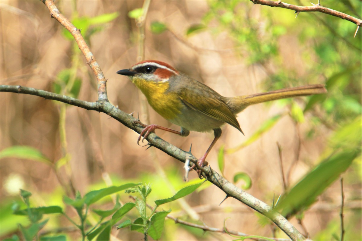 Rufous-capped Warbler - ML59068711