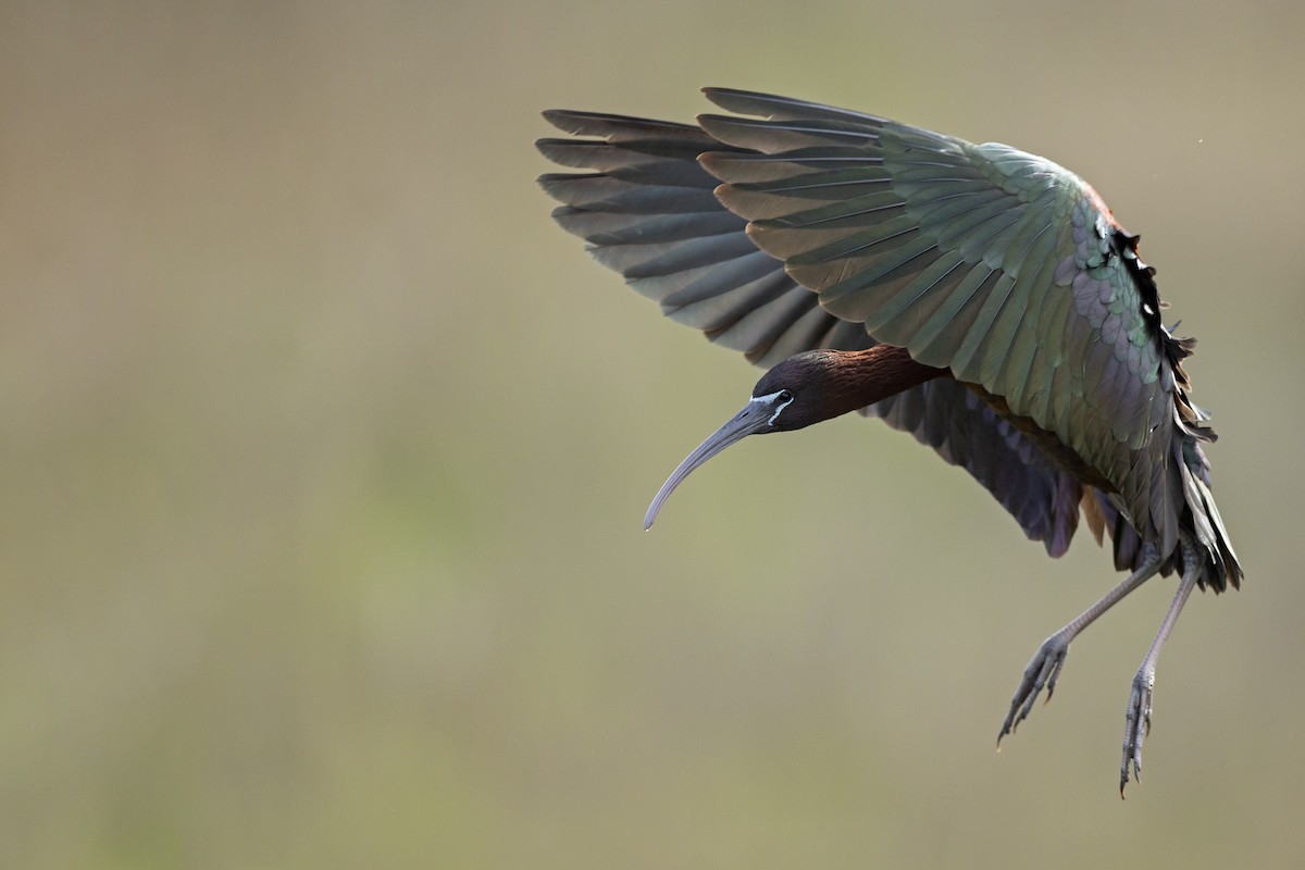 ibis hnědý - ML590687141