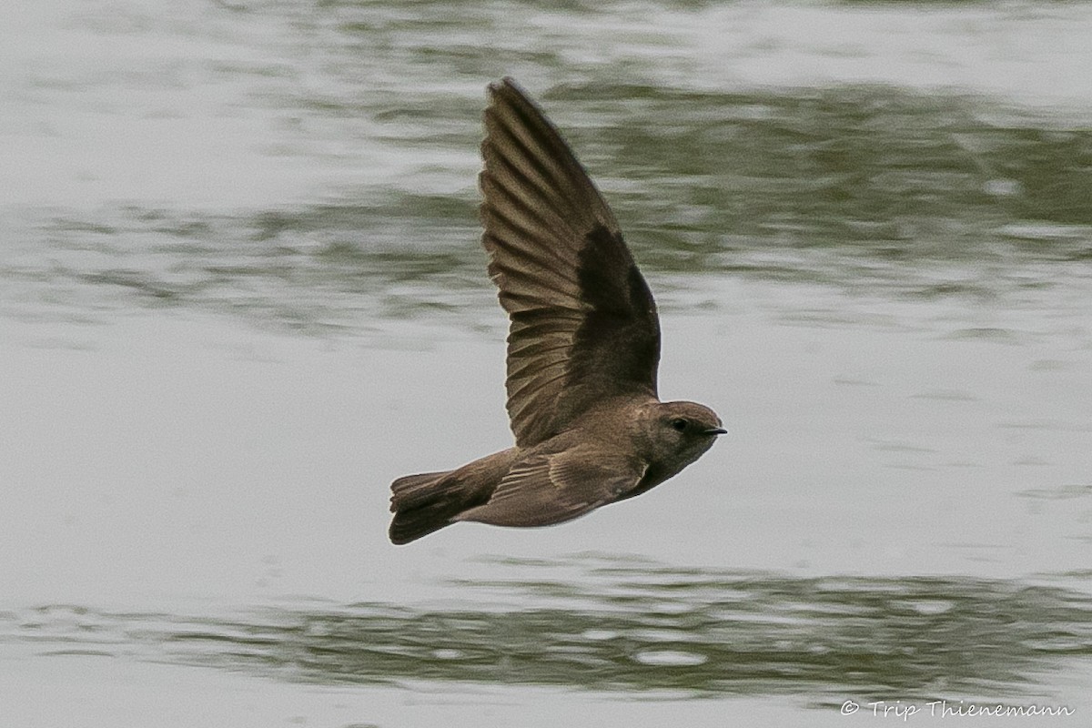 Northern Rough-winged Swallow - Trip Thienemann