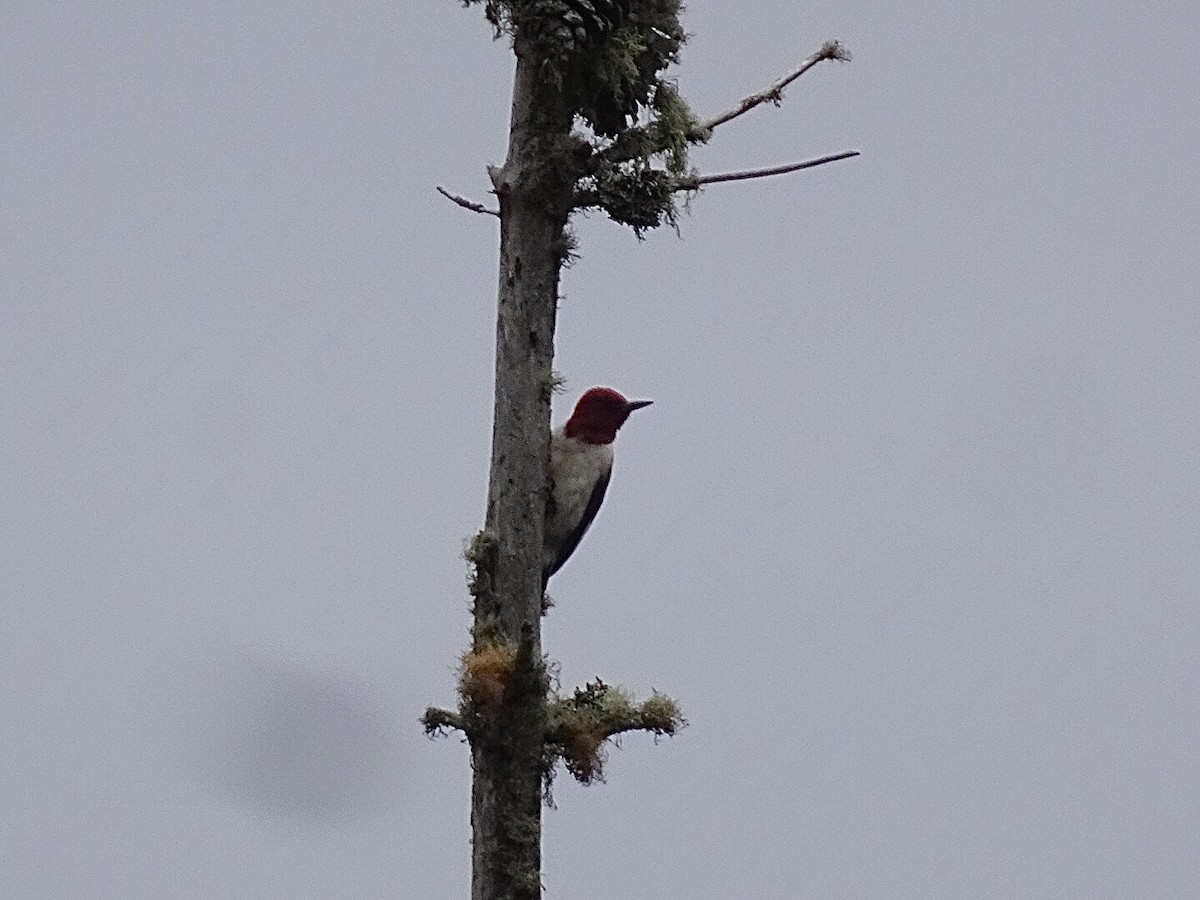 Red-headed Woodpecker - ML590690891