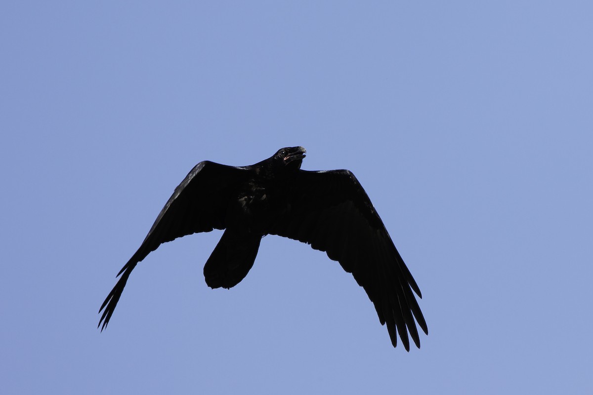 Common Raven - ML590694121