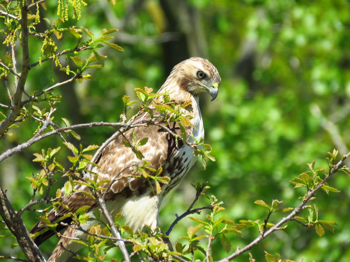 Red-tailed Hawk - ML59069891