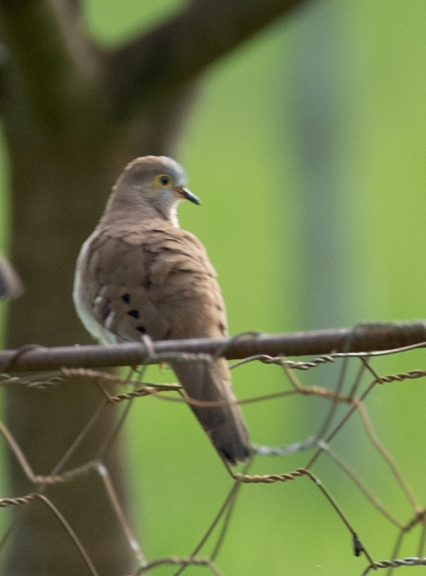 Long-tailed Ground Dove - ML590703501