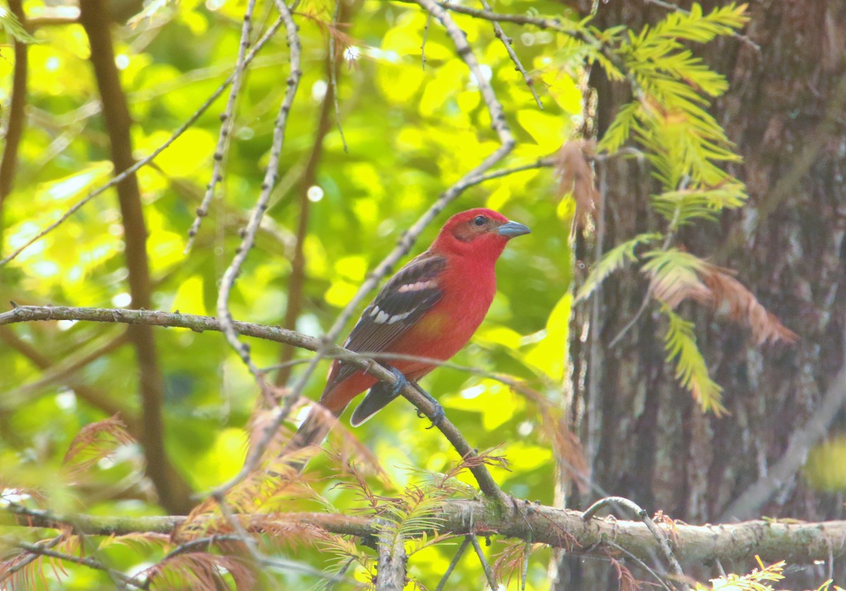 Flame-colored Tanager - ML59070461