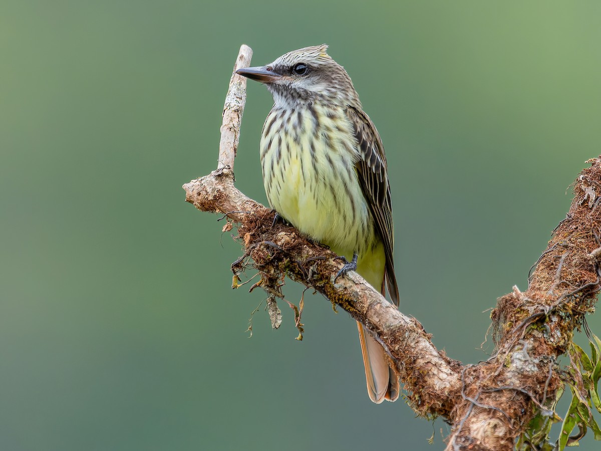 Sulphur-bellied Flycatcher - Myiodynastes luteiventris - Birds of the World