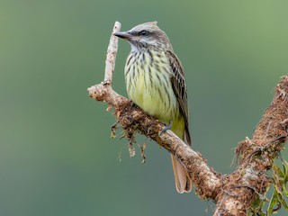  - Sulphur-bellied Flycatcher